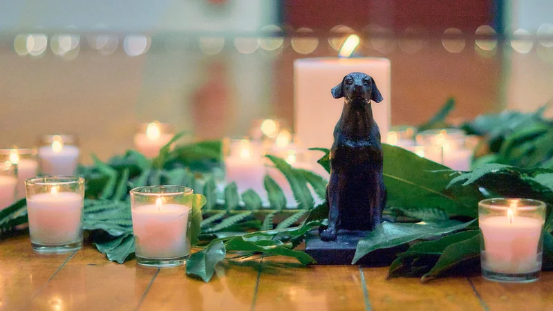 Breaths and Barks retreat with dogs